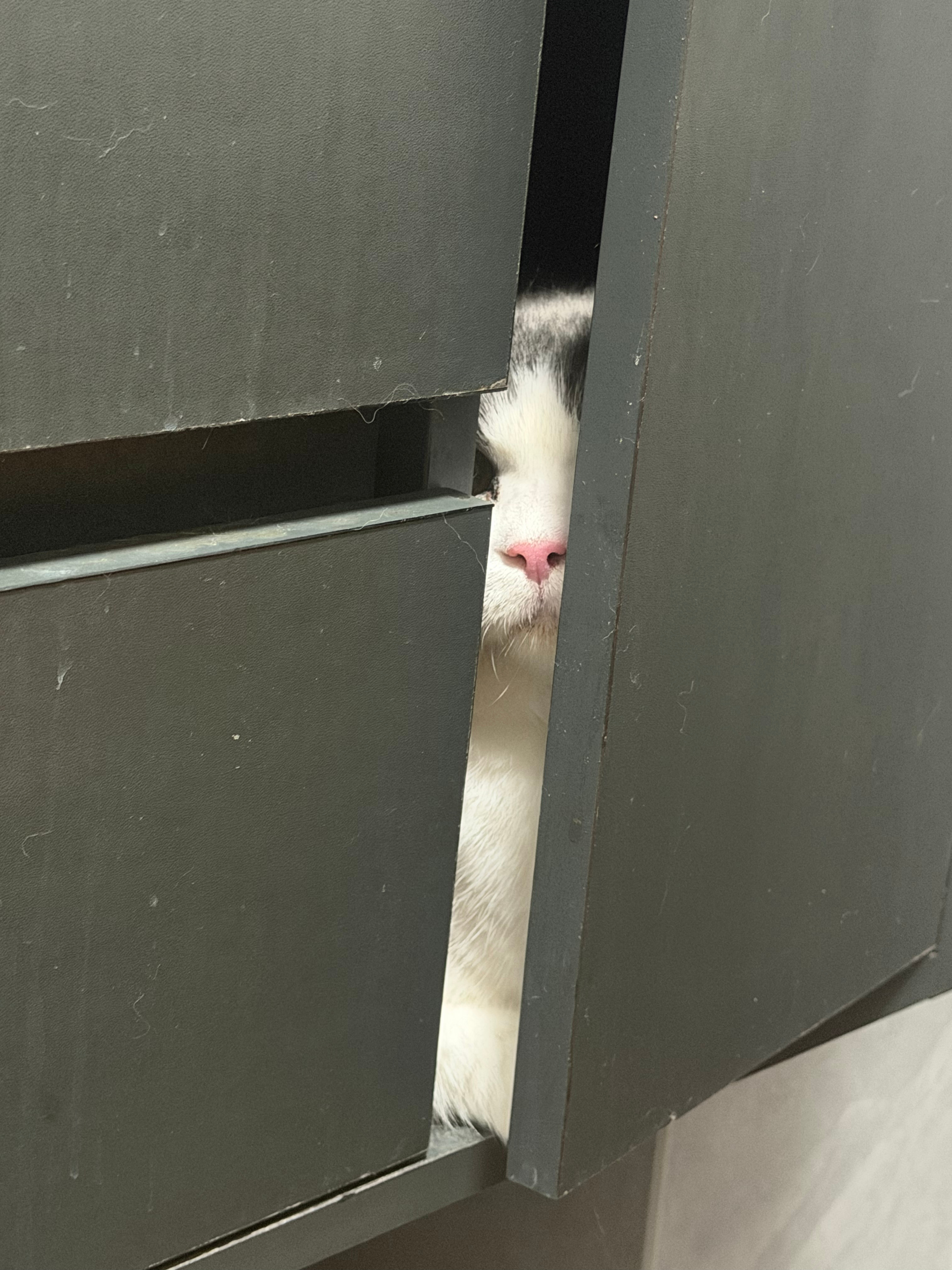 刚搬到新家的咪，害怕捏 