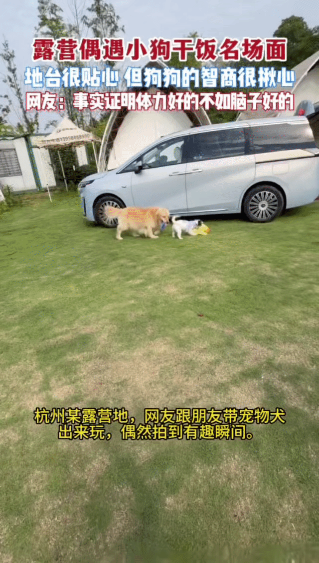 杭州露营地里金毛智商上大分杭州的狗子精神状态有点说法 饿了一整天，智商还在线。金