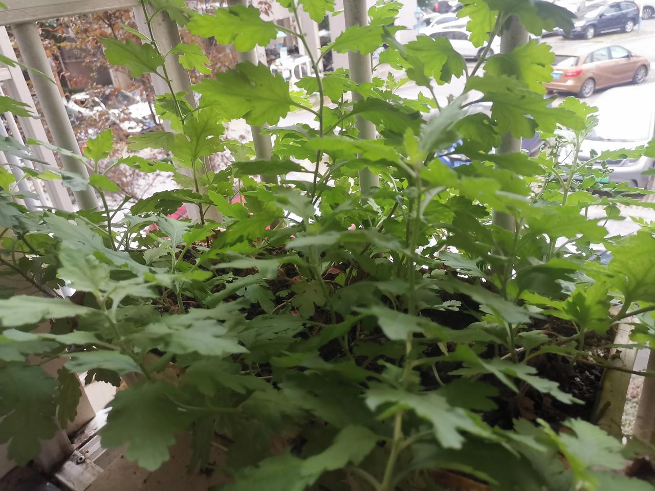 说实话，我来头条就是为了能够赚取收益，不管收益好不好？每天打开头条就是想写，但是