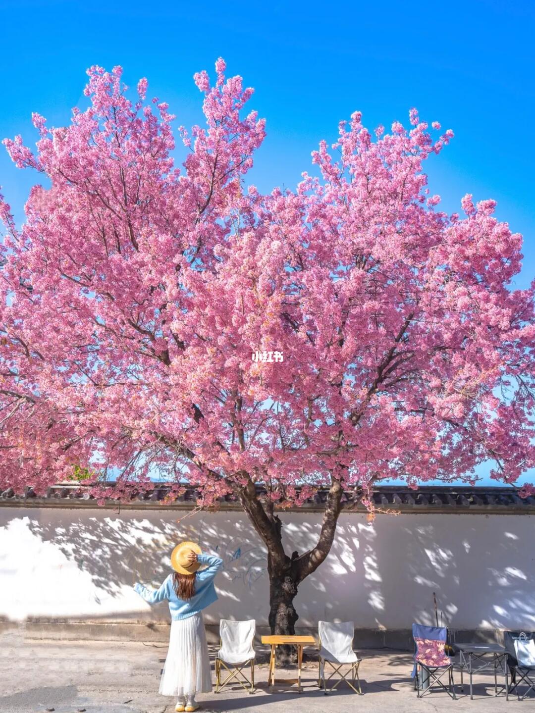 大理的冬樱，放在全国都是相当炸裂…
