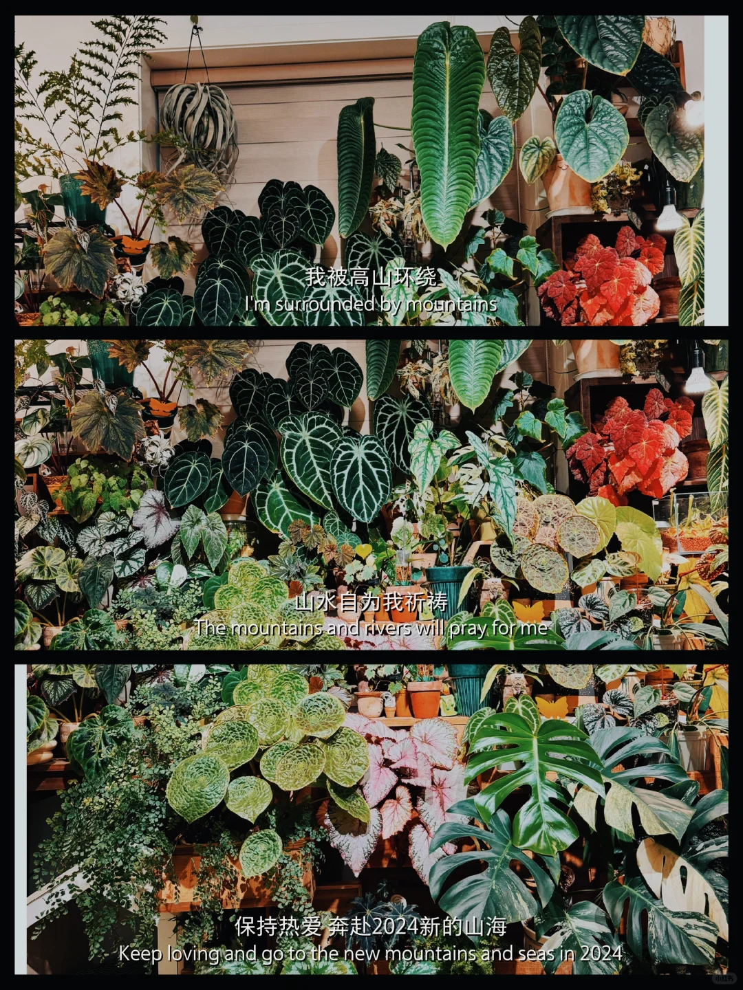 绿植原来也可以这么热闹