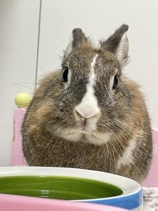 大家不要养这种白鼻梁的兔子