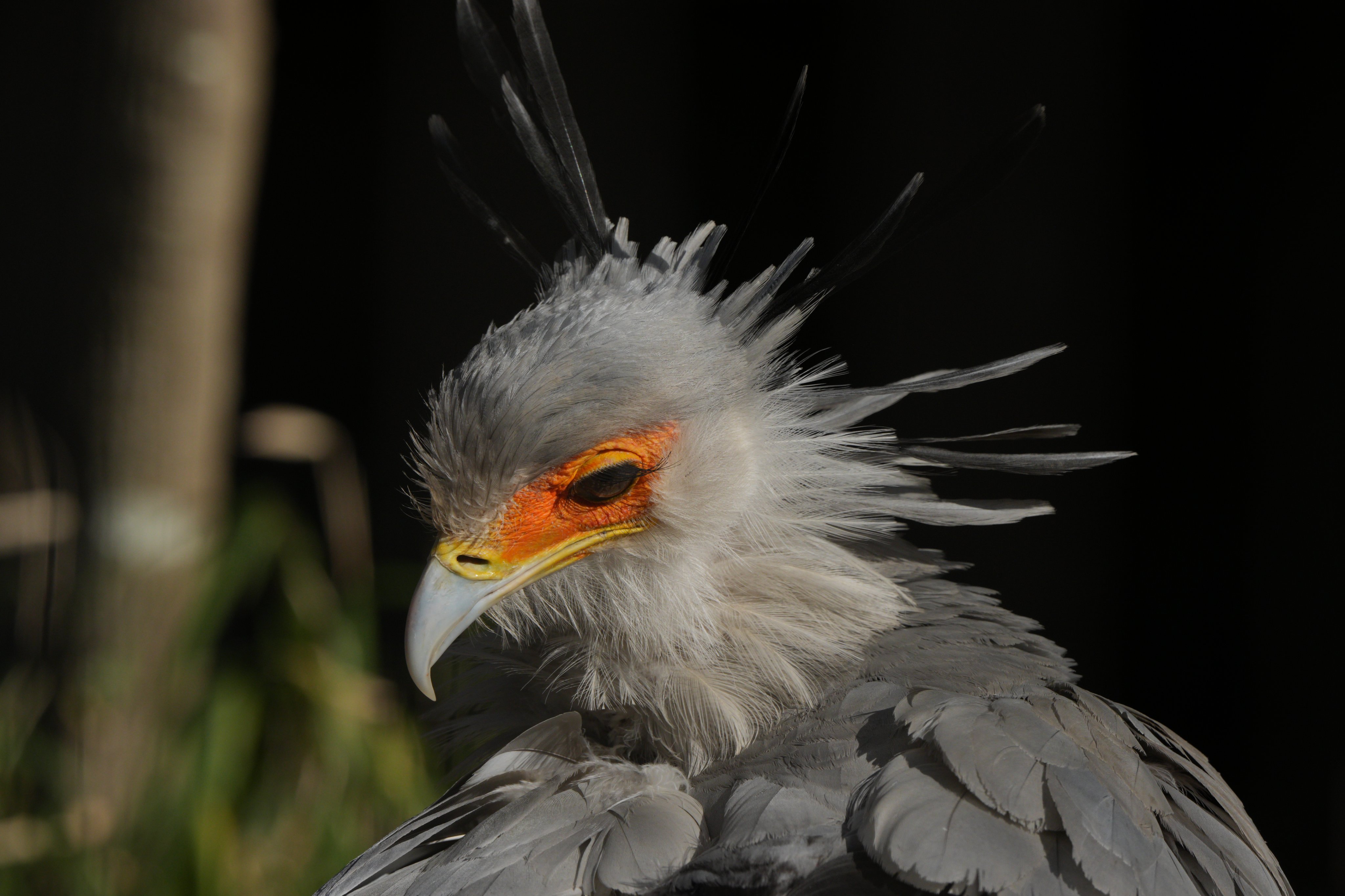 鹭鹰蛇鹫美人的新照片【推：Kimiiki_Bird】 