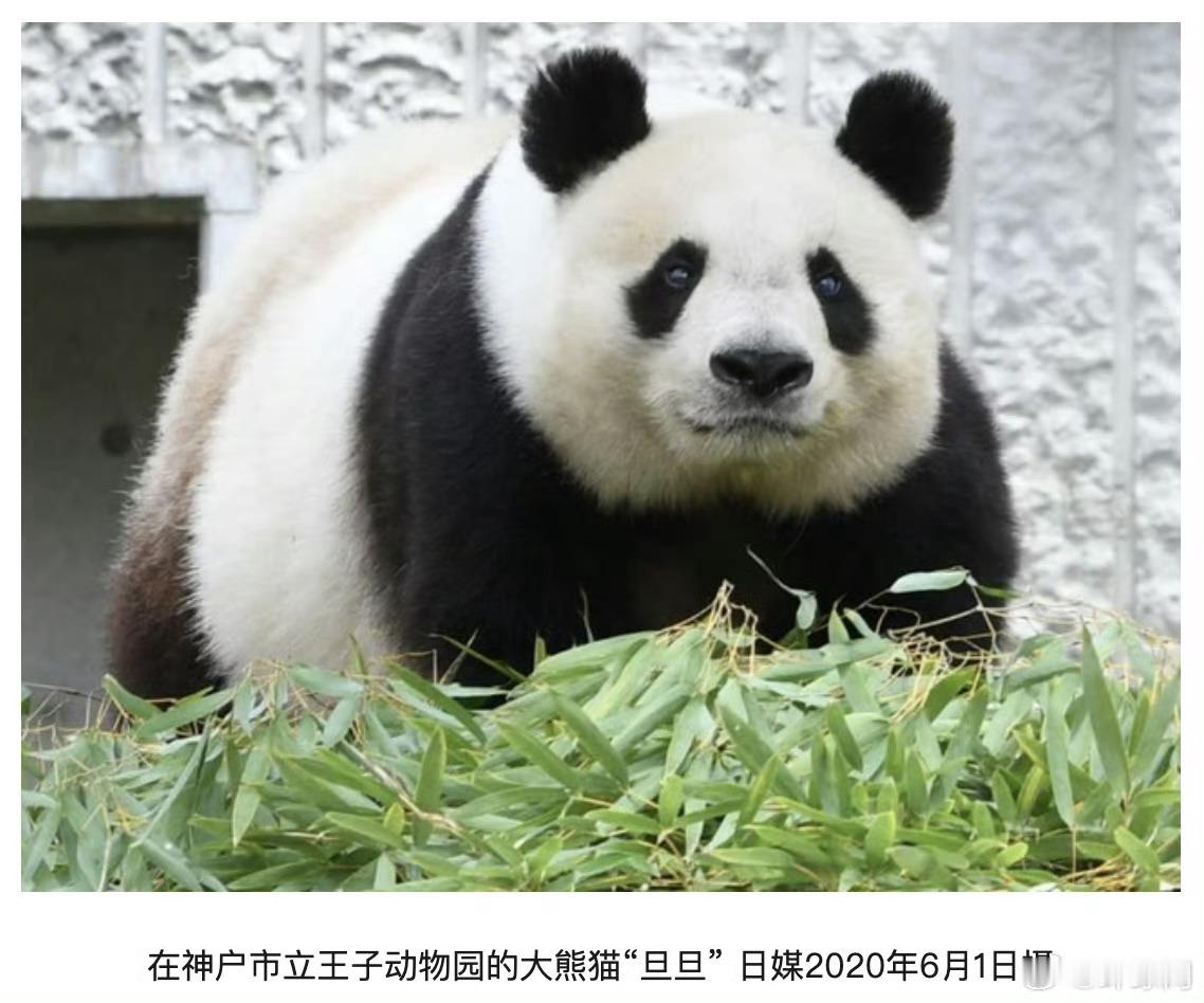 这个话题把有大熊猫去掉就好了