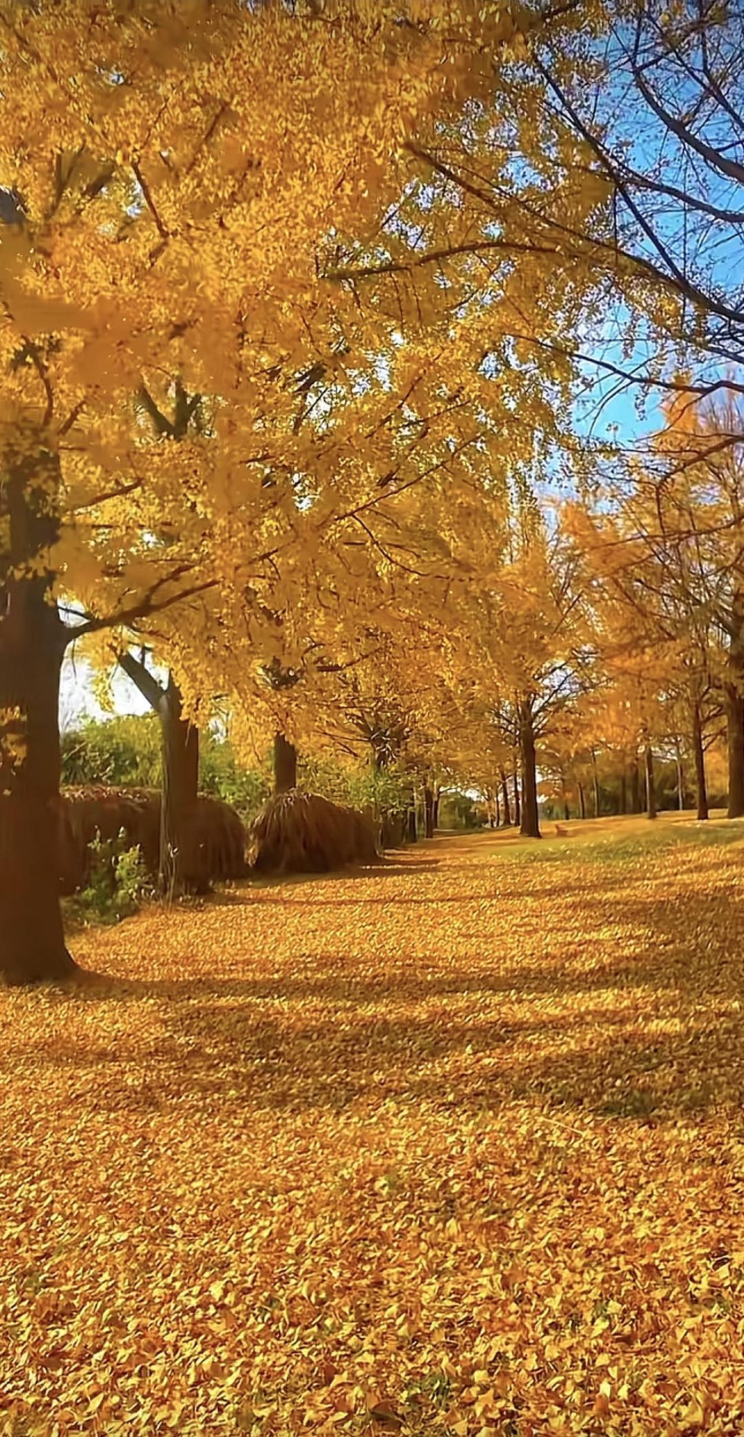 在人生和世界的激流中，他必然会像初冬从树上飘落下来的最后一片枯叶，在西风残照中孤