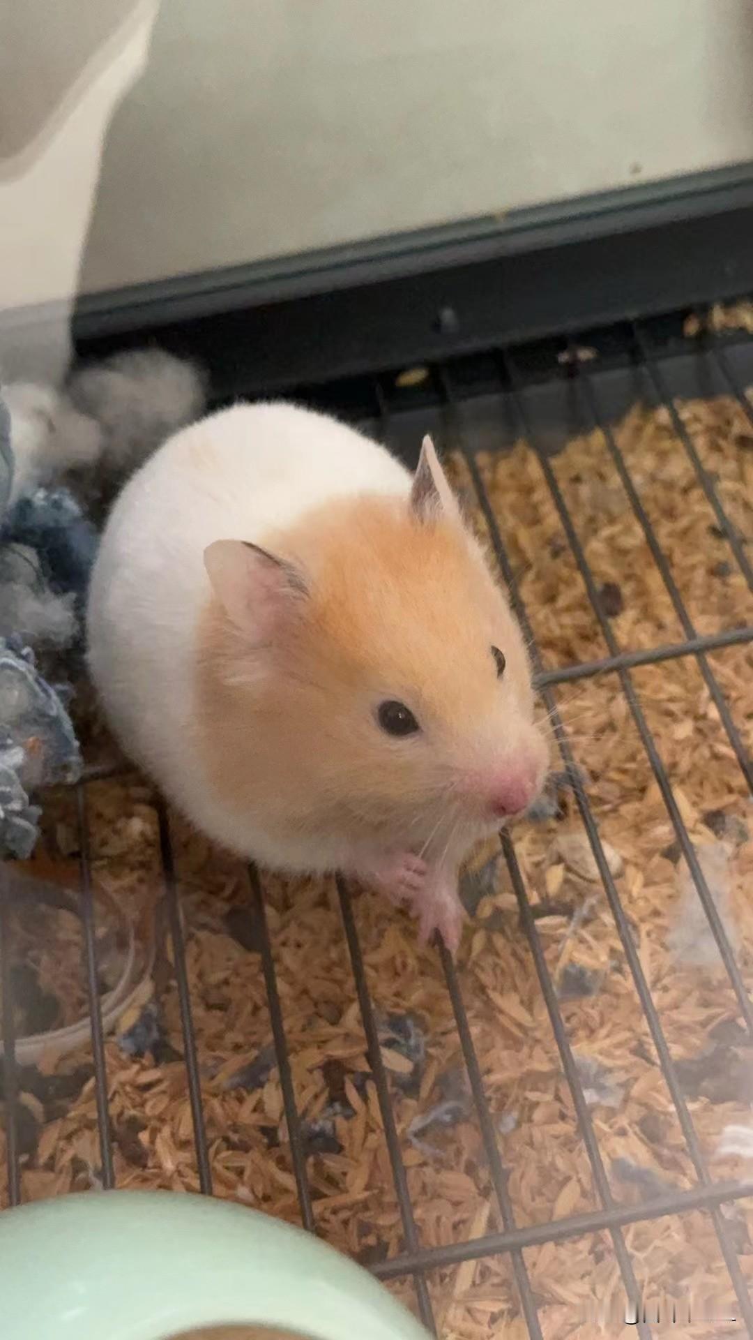 可爱的小仓鼠，肥嘟嘟的，特别灵活，很讨人喜欢。