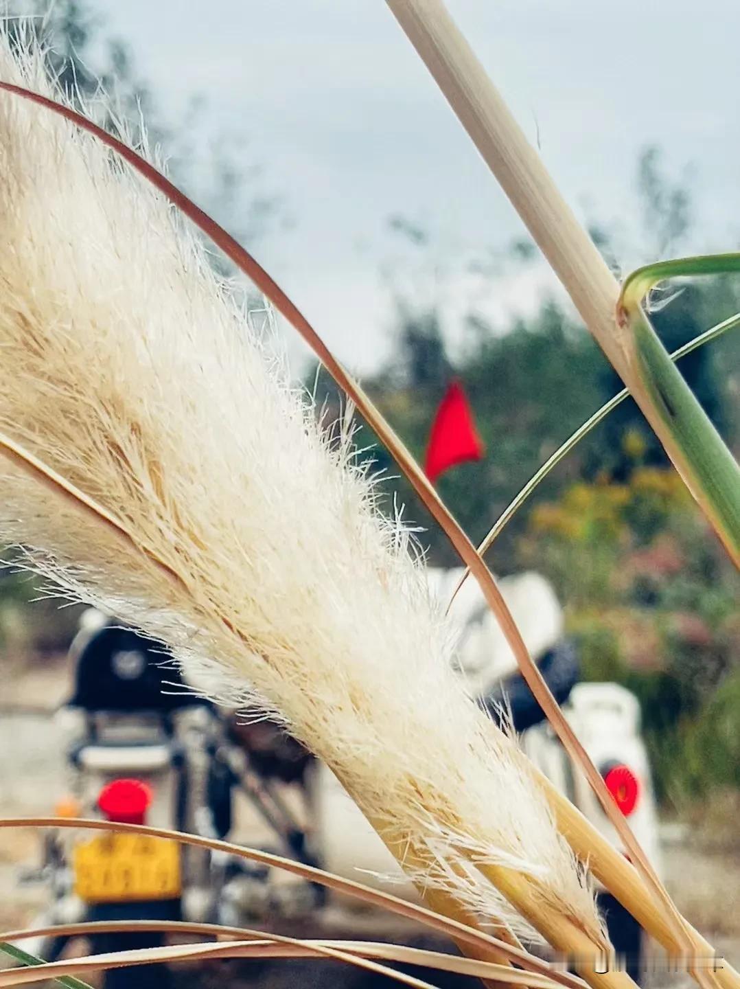 风儿吹动，草原的草长莺飞#边三轮#