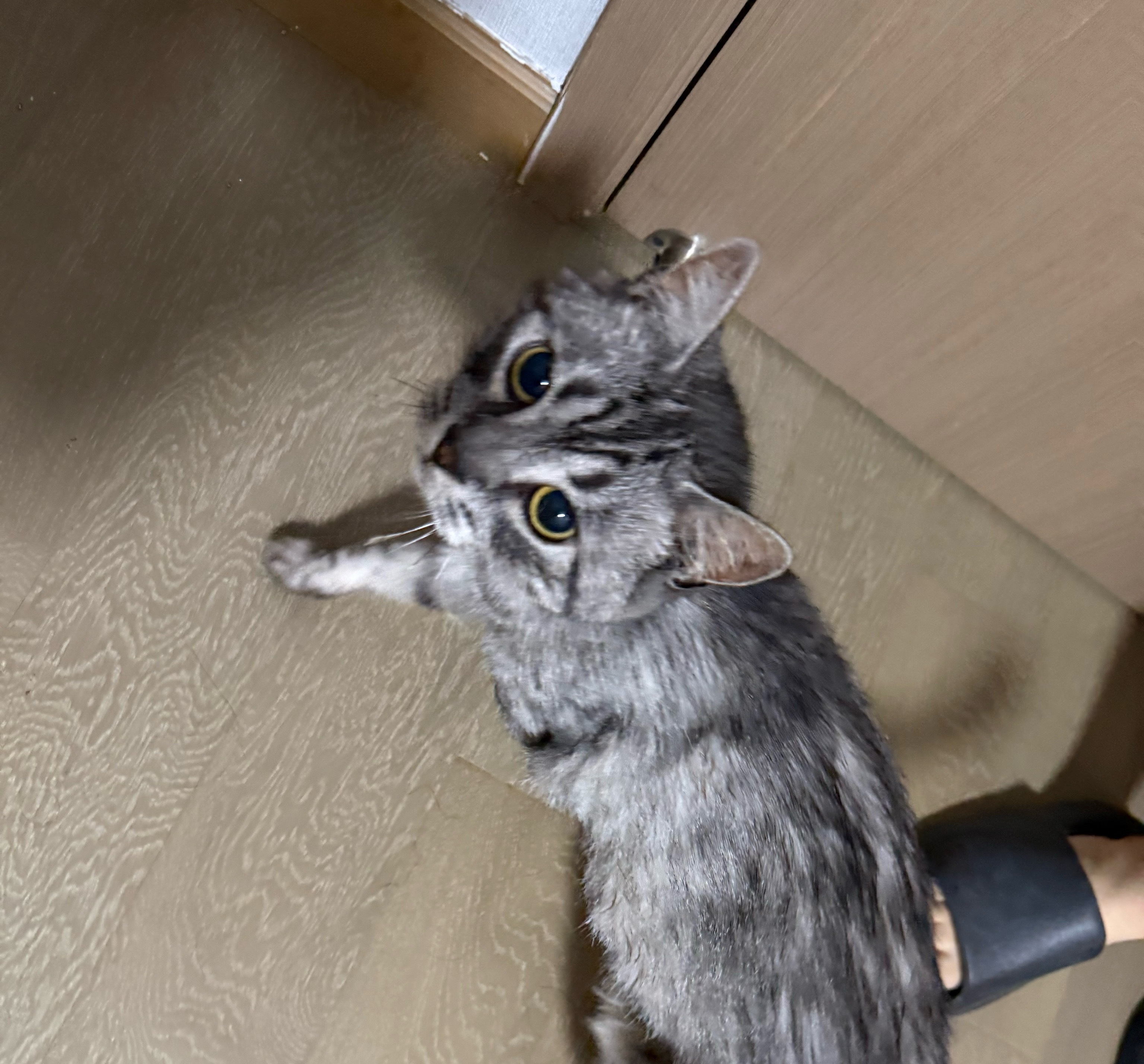 南京城北万象汇附近有没有谁家小猫丢了 看完电影回家 看到一只小猫进门禁了 离远看