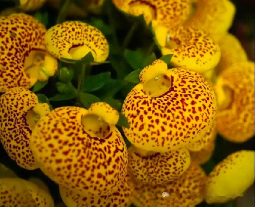 分享随手一拍的美丽花朵