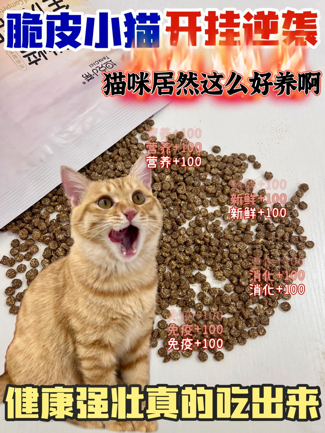 脆皮小猫开挂逆袭，摇身一变钢铁大侠🦸