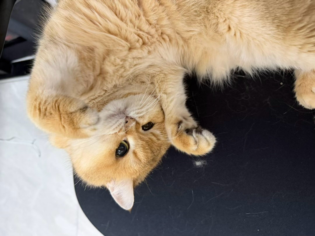 猫宁！考虑到舟车劳顿，小猫决定不参加泰勒斯威夫特的婚礼，在此祝婚礼圆满举办
