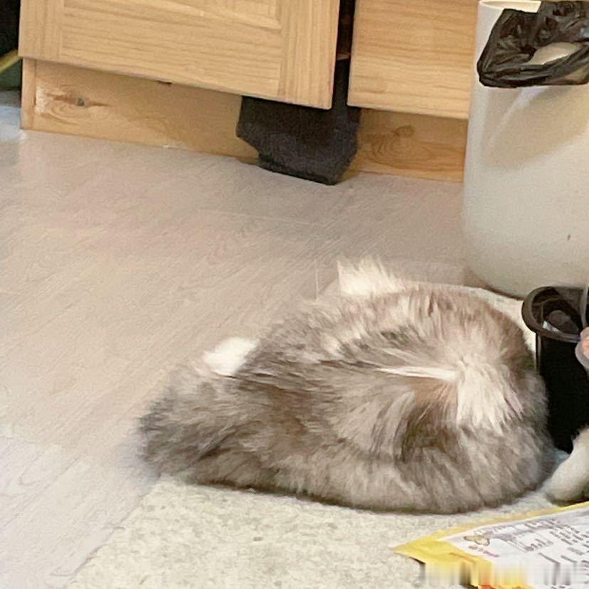 不丢一坨小丢😺 