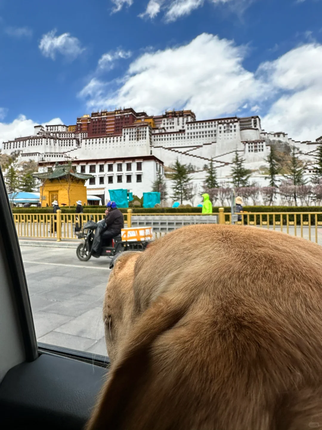 遛狗遛到布达拉宫