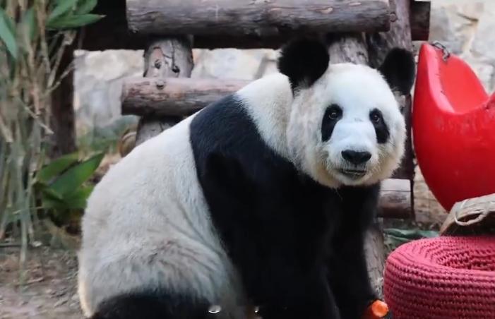 丫长好了丫丫回国两年多判若两熊