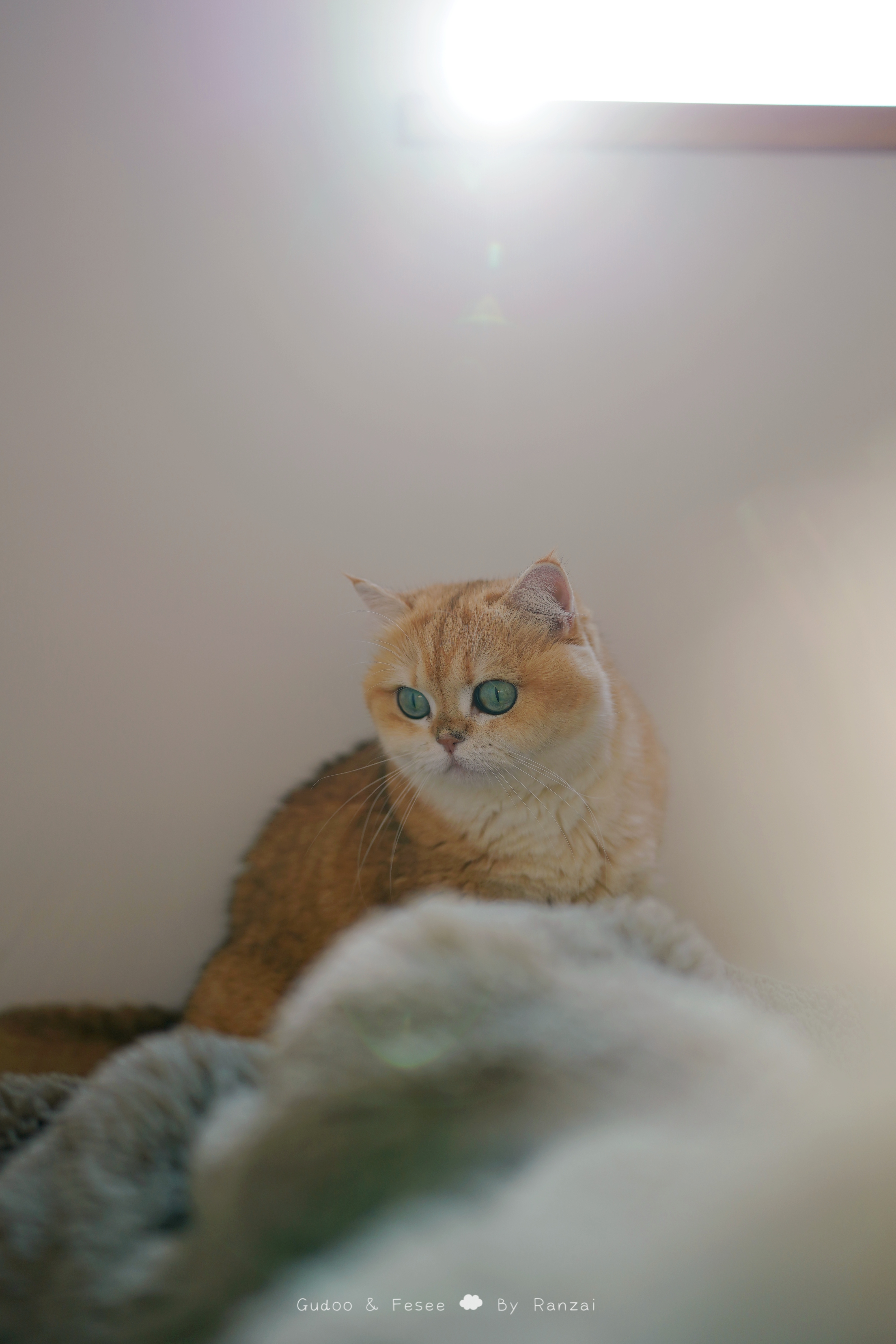 有一头小猪咪在猫猫祟祟菇冬怎么肥四