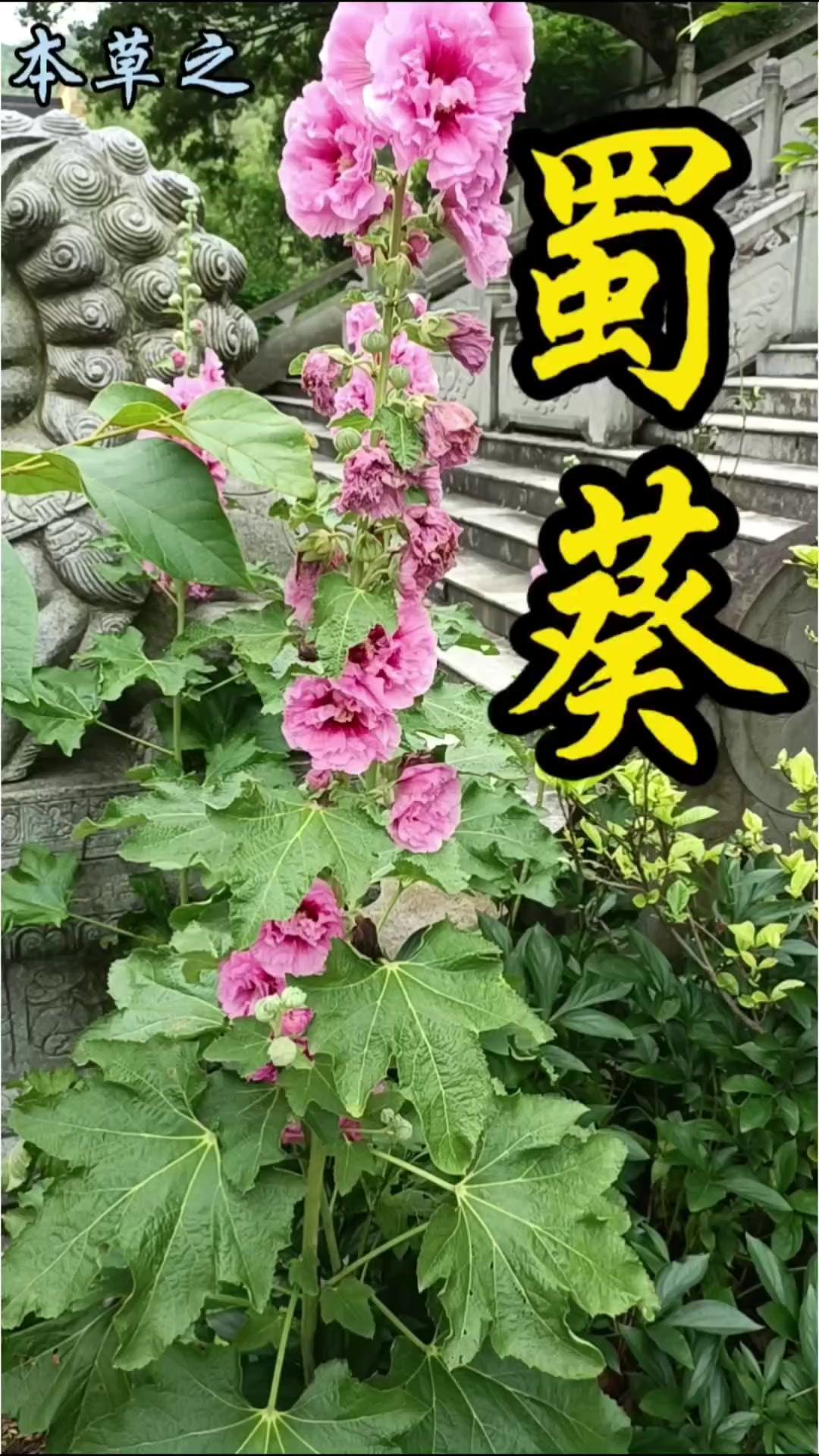 🌺能吃能入药的“丝路之花”：蜀葵有多绝？
蜀葵是锦葵科蜀葵属的多年生直立草本植