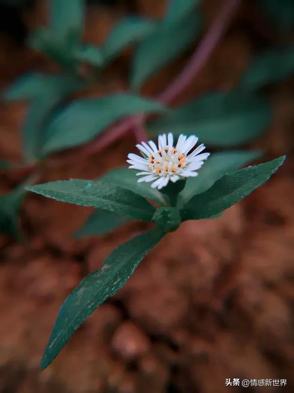 来分享一张小野花照片，这花叫狗娃花。
以往觉得赏花就得去公园、花圃这些地方，直到