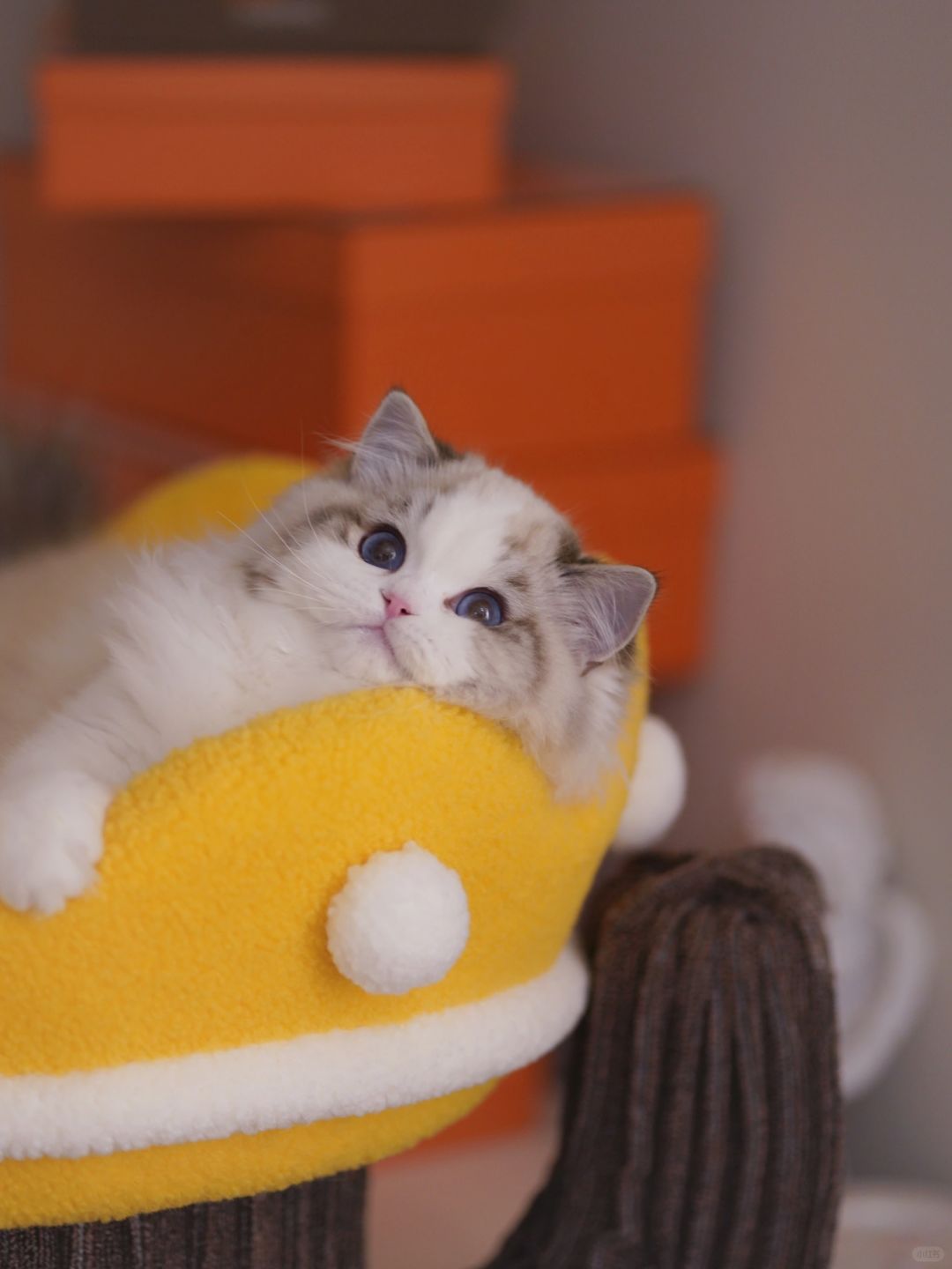 又发现一款拍照超级好看的猫爬架❤️
