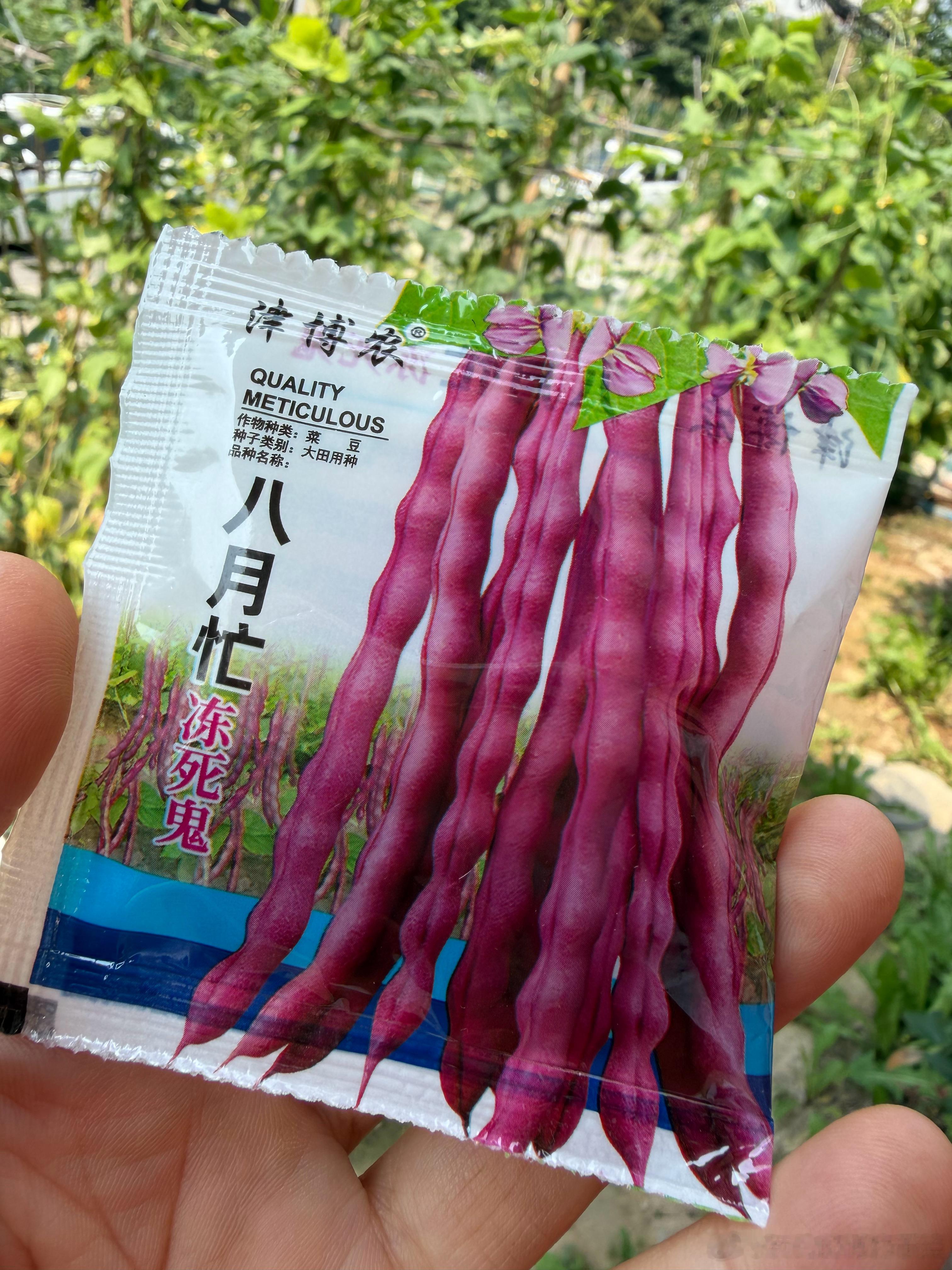 回老家。姑姑家看到这个豆角种子。……为啥叫“冻死鬼”？ 