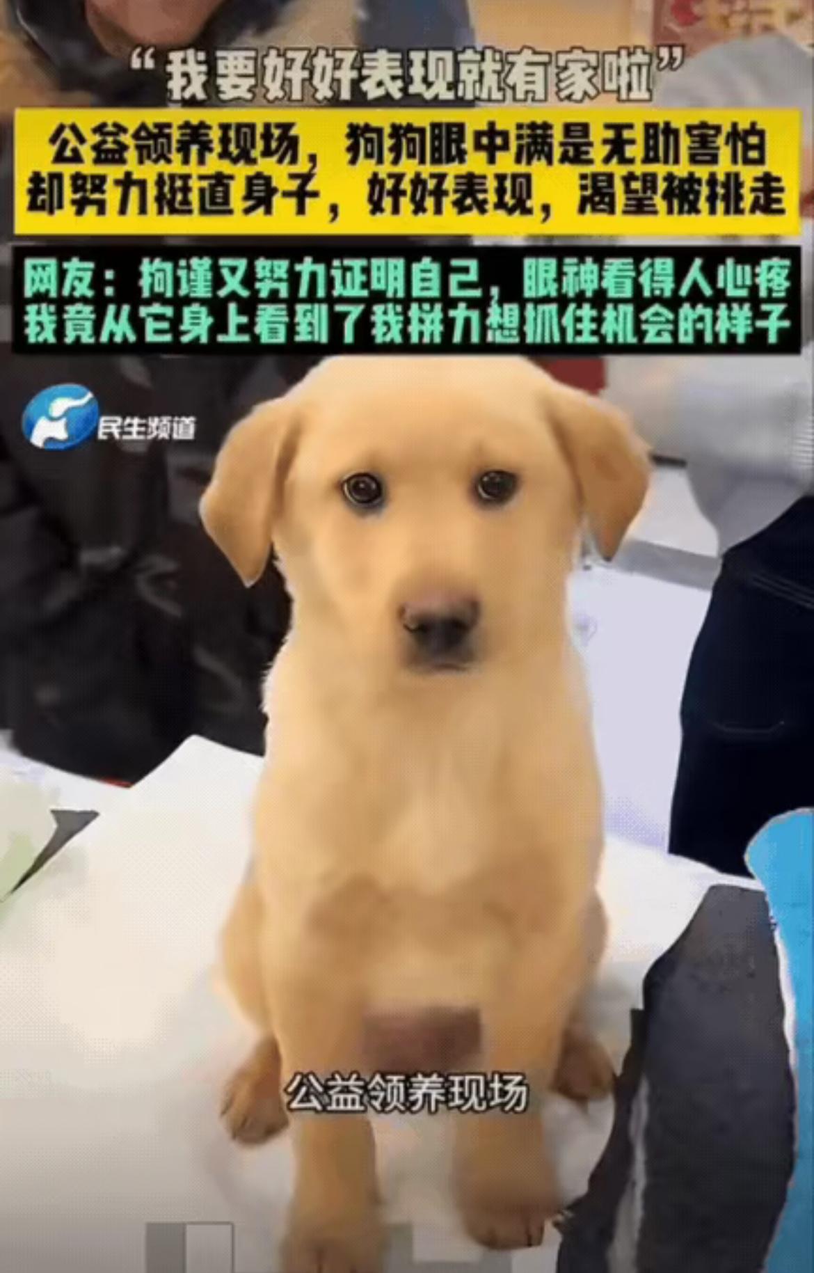 北京一场公益宠物领养现场，很多人围着展台看狗狗。其中一只小狗，安安静静坐在展台上