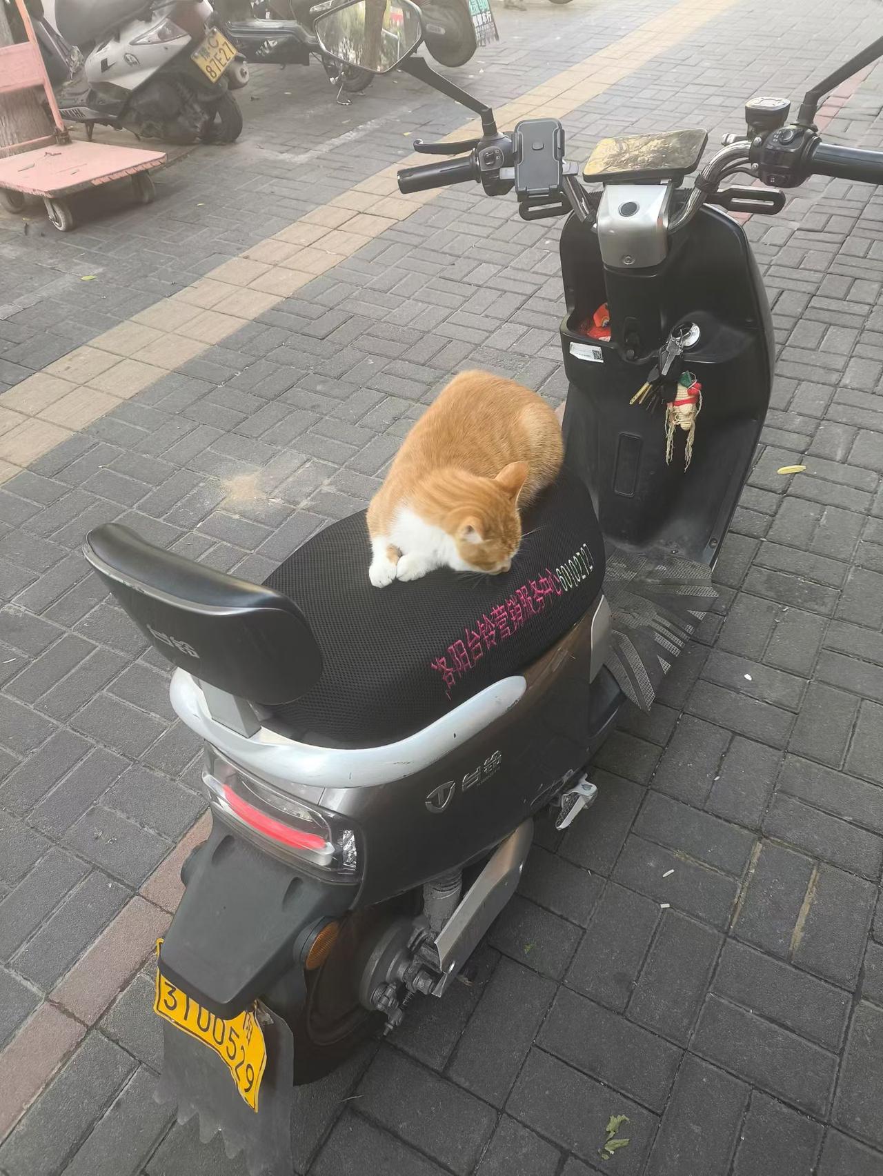 见过猫碰瓷吗？
     在电动车上撵也不走，抱下来了，躺在地上耍赖。躺地上的猫