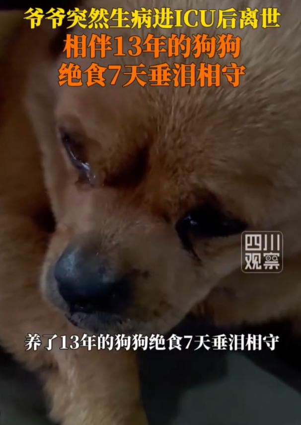 四川雅安有个老爷爷走了，他养了13年的老狗，竟然跟着绝食了整整七天。这只小狗滴水