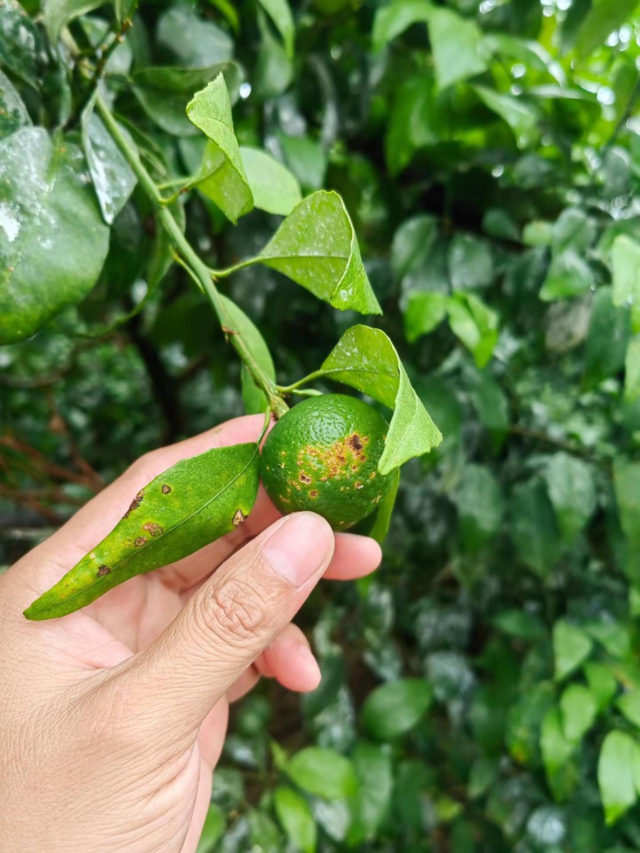 该怎么办？？？雨后巡园大发现，头也大一圈，红蜘蛛泛滥，溃疡明显爆发，蜗牛到处都是