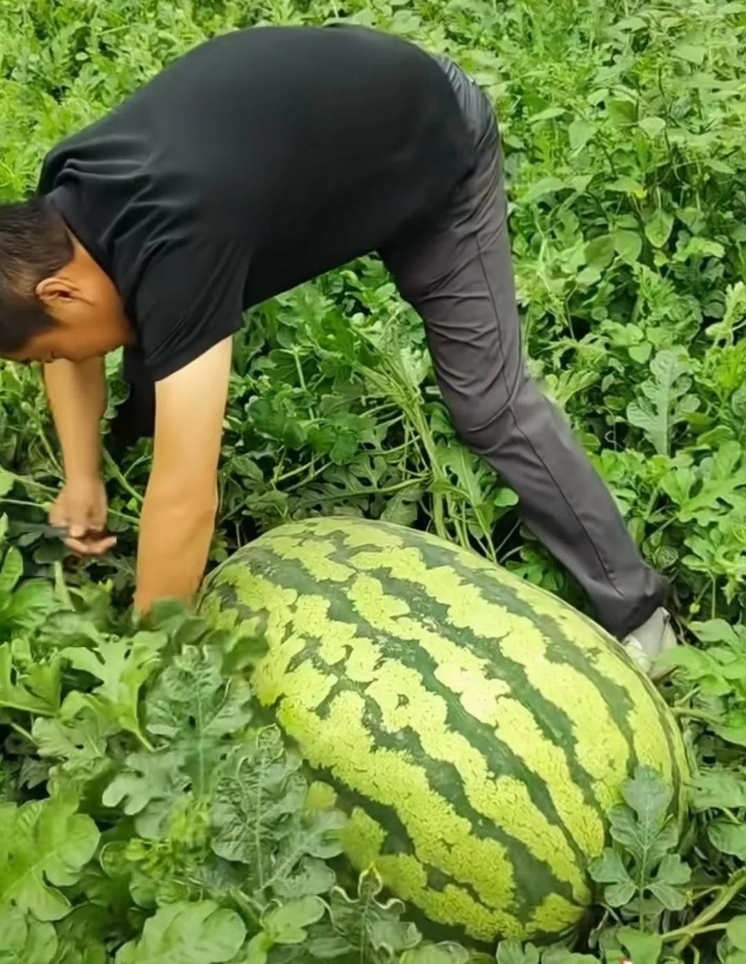 哈哈！一大大西瓜一人摘两人抬。