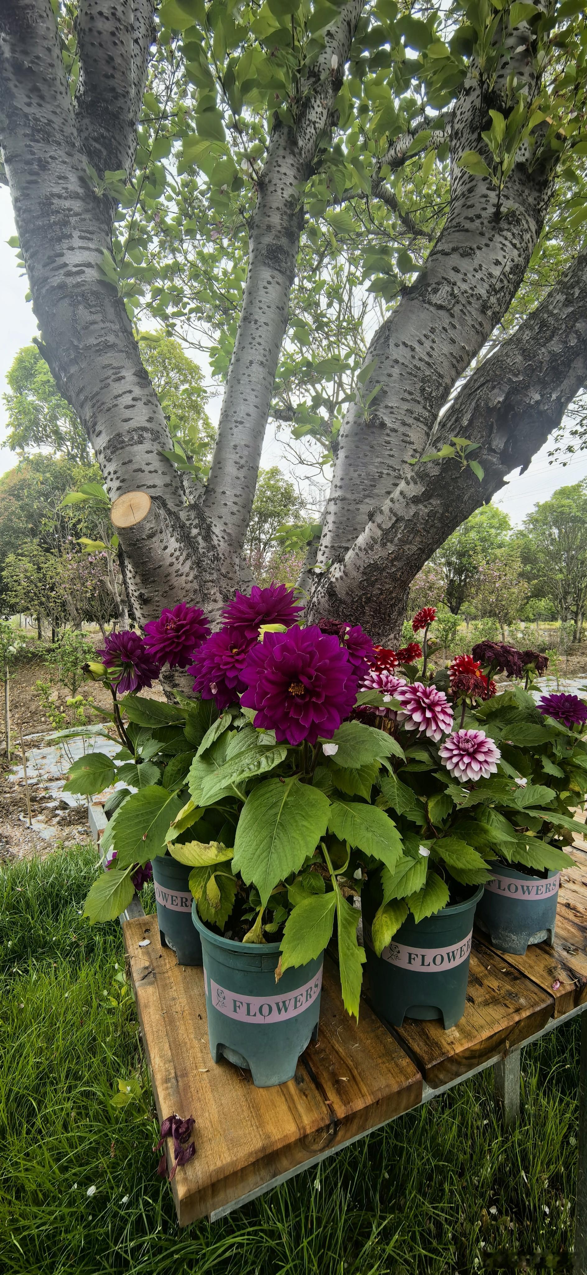 新壁纸  早安！ 