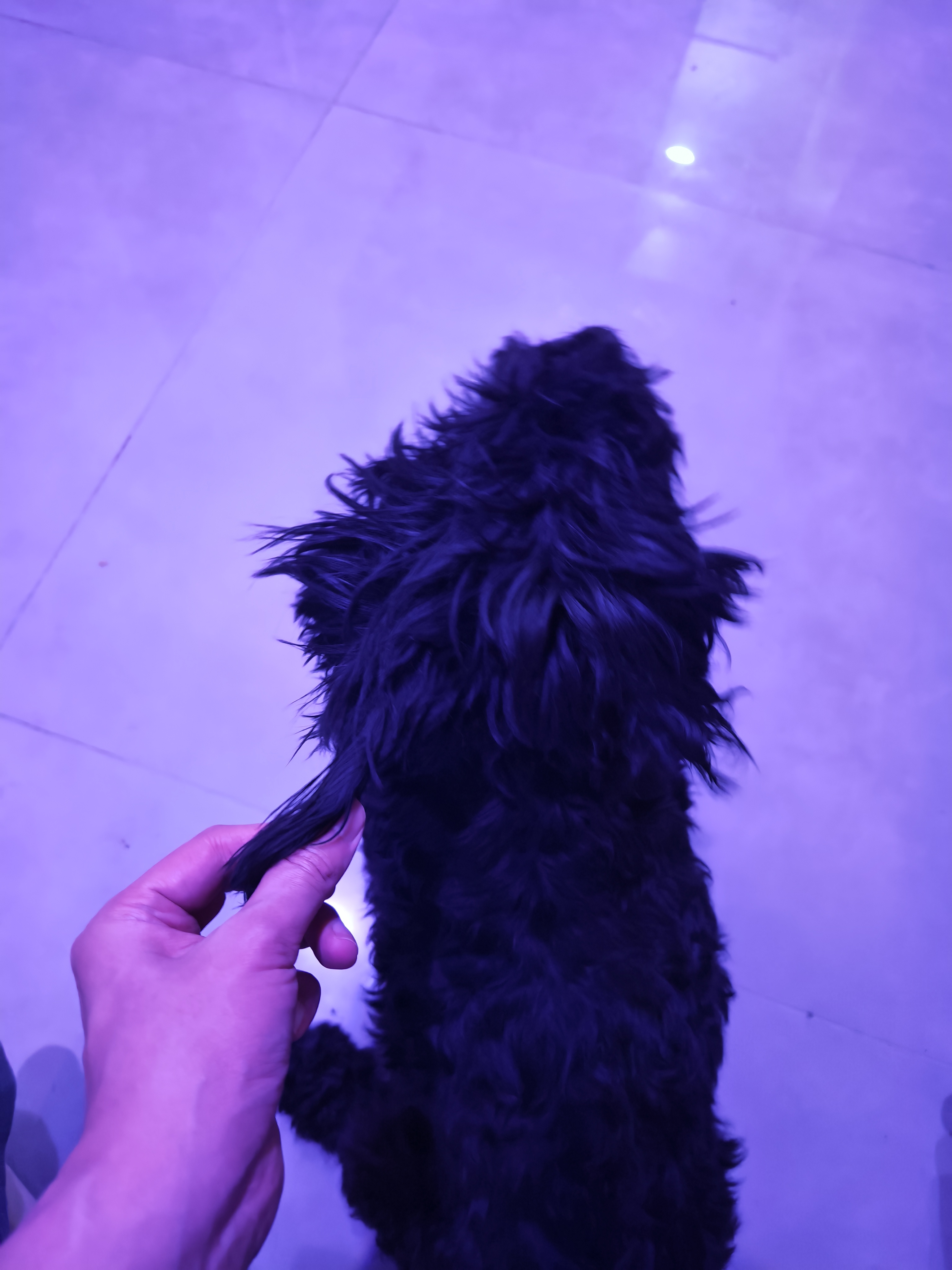 小黑耳朵真好玩