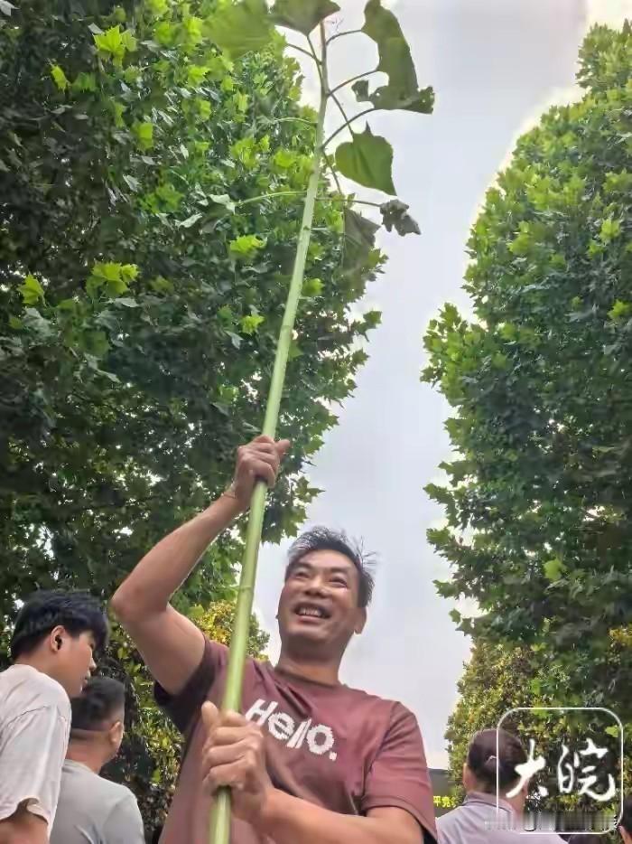 六安这位家长有点意思，一大早举着一棵3米多高的向日葵来到高考校园门口，直接吸引了