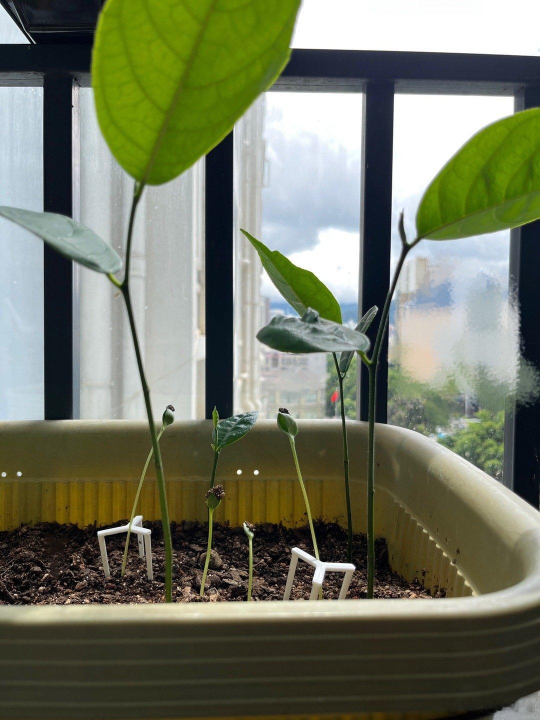 吃到好吃的西瓜、小番茄，就种起来玩。旁边的大叶子是菠萝蜜 ​​​
