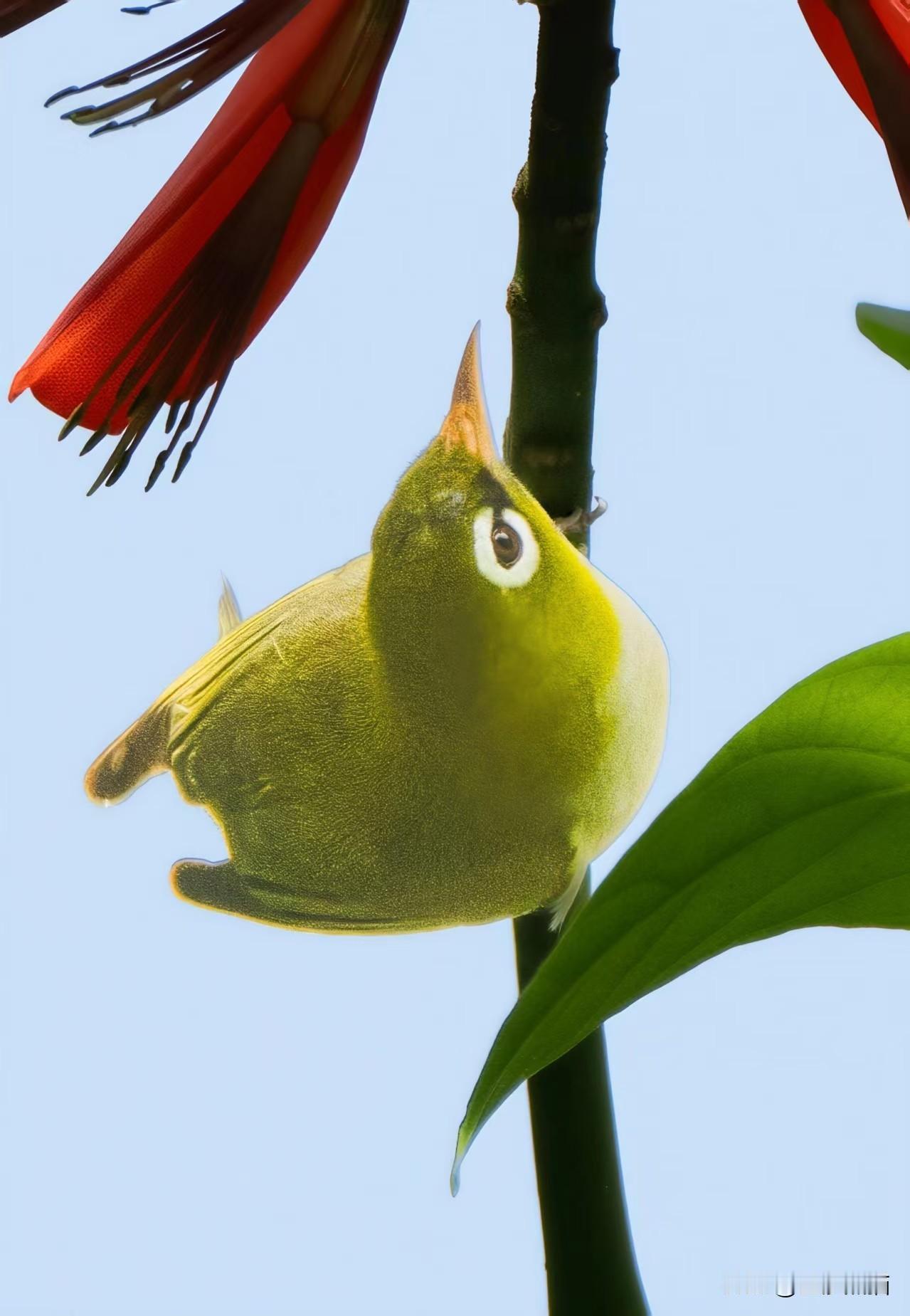 象牙红上的红胁绣眼鸟——近期植物园习拍。
成都市老年人协会攝影专委会
图文原创 