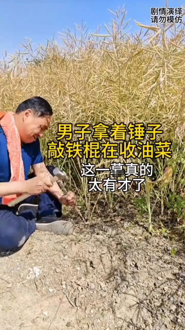男子拿着锤子敲铁棍在收油菜，这一幕真的太有才了。
男子家的油菜地该收了，只见他拿