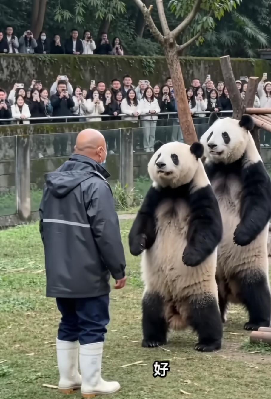 人类与动物的互动，真是挺有意思。
饲养员问道，你准备好了没有？前面的熊猫点点头。