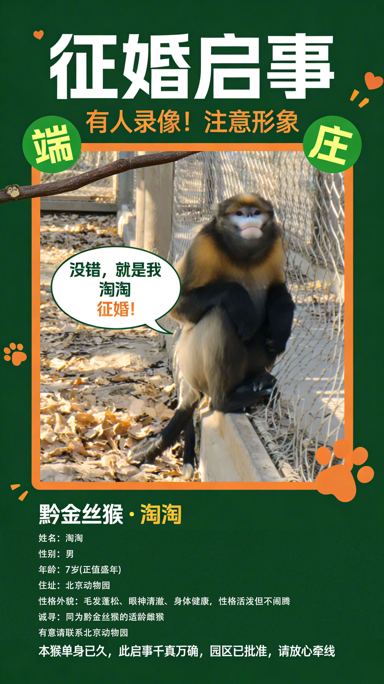 北京动物园为黔金丝猴淘淘全球征婚果然任何物种年龄到了都逃不开催婚和催生，猴界相亲