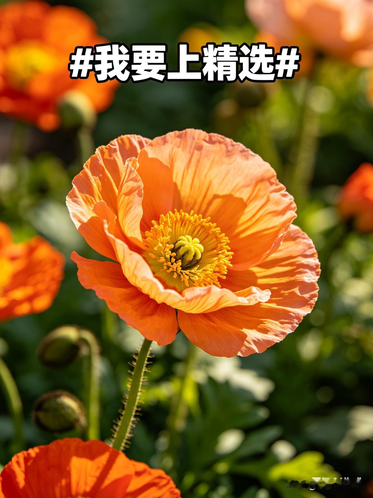  
 
标题：马年春深，我在烟火与书香里，遇见我的2026精选
 
正文：
 