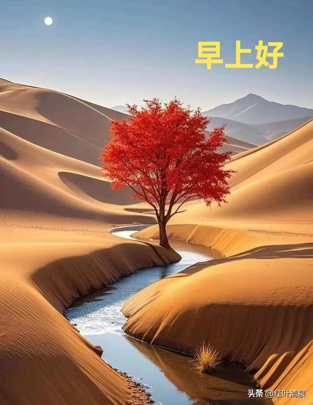 咏枫树

一棵枫树耸河旁，
安享孤独无依傍。
任其风吹霜雪打，
傲然屹立根弥壮。