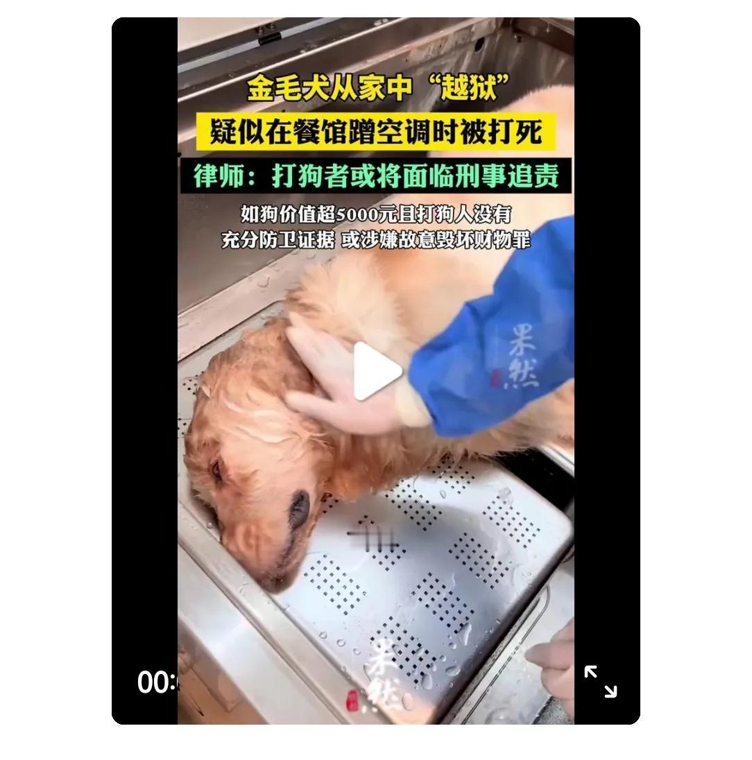 金毛从家里跑出来，窜到一家餐饮店，被店主人打死，这件事怎么看？我支持店主。理由如