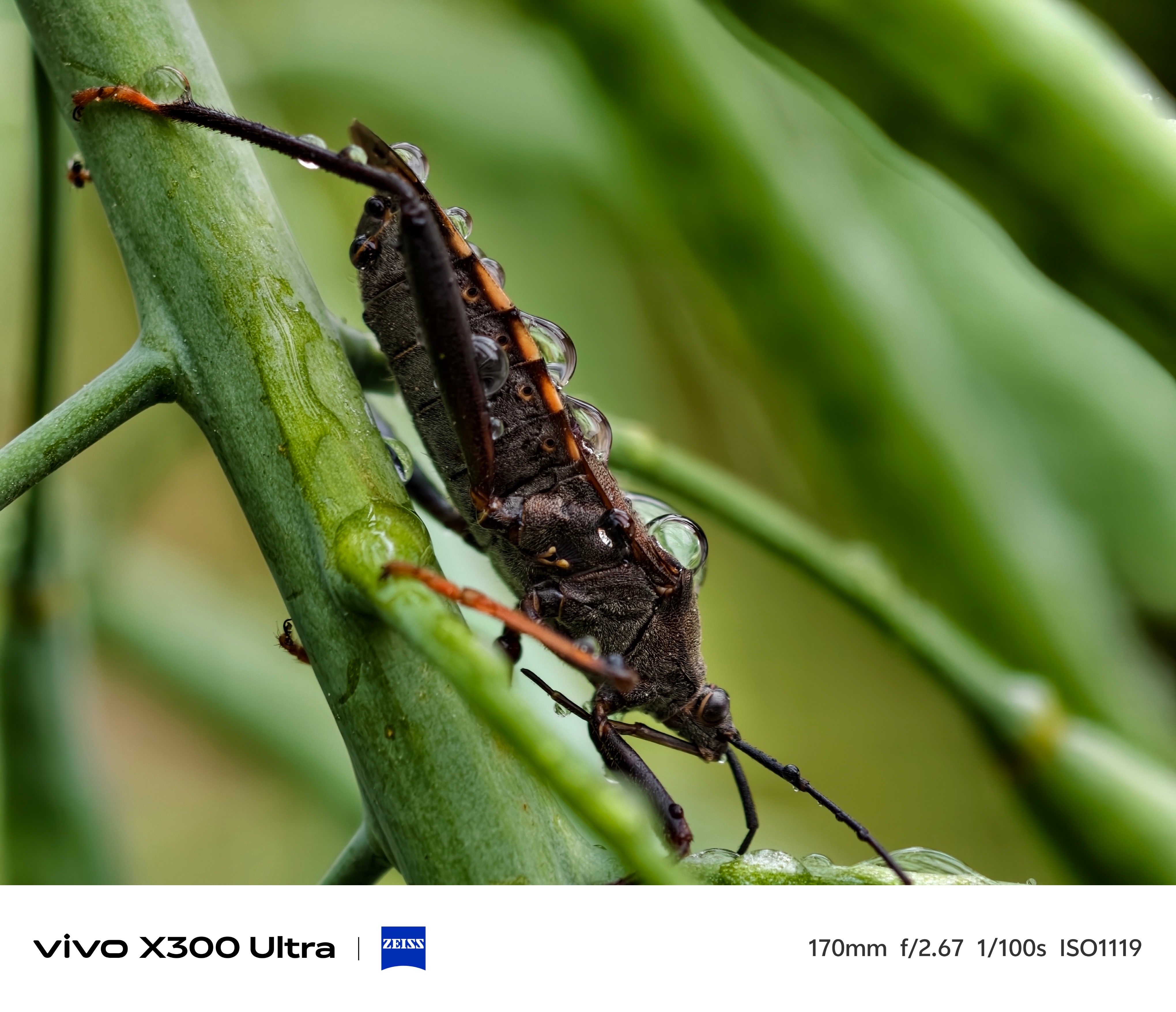 感受一下vivo X300 Ultra的微距随手拍是不是太过离谱了？ 