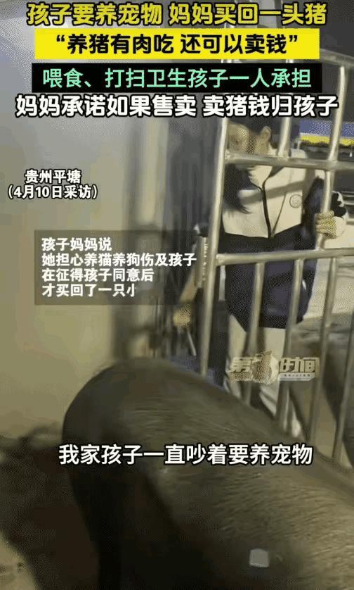 太有意思了！贵州平塘，一小女孩天天缠着妈妈，哭着闹着想要养宠物，妈妈一开始直接拒