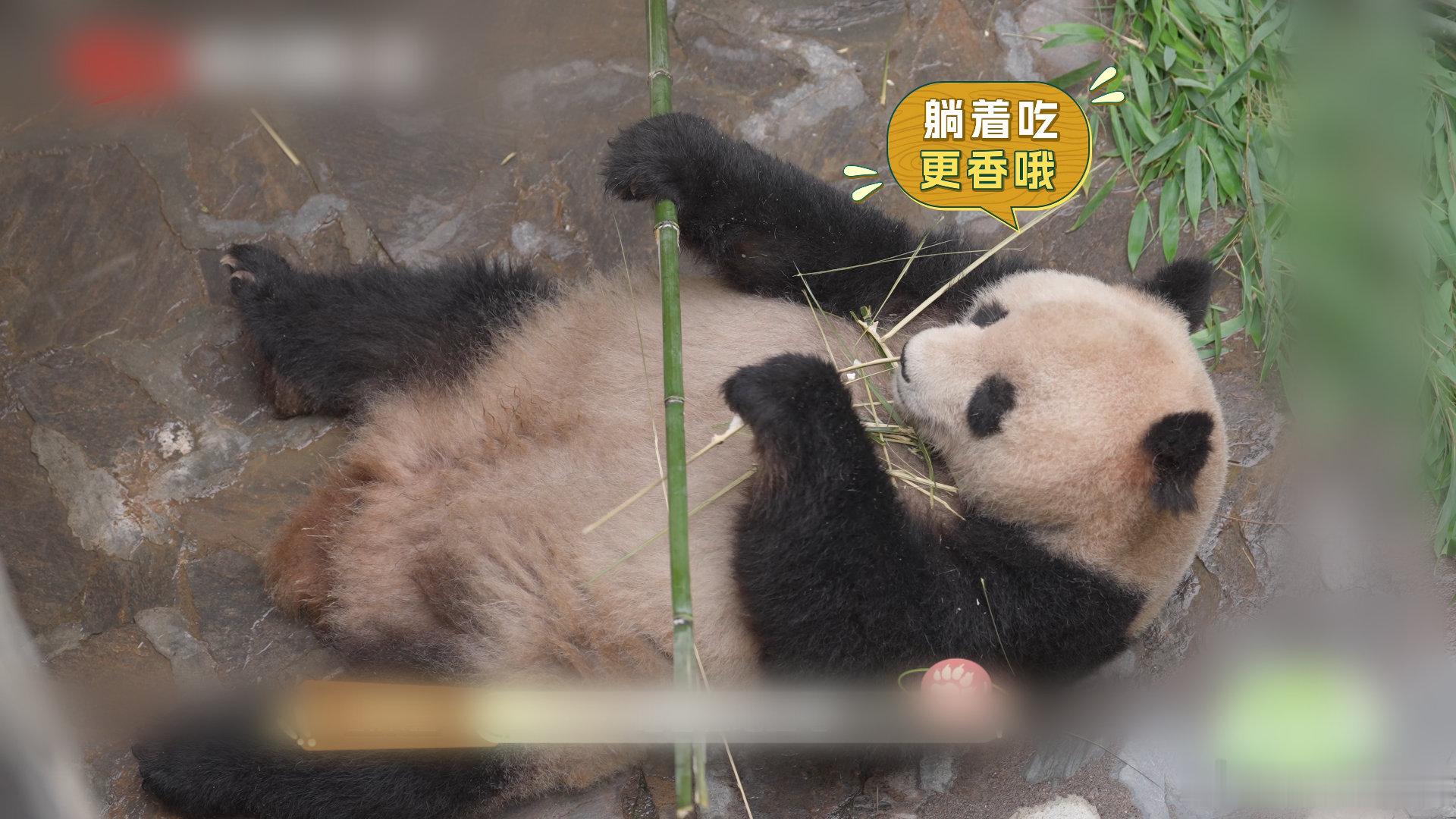 去成都体验老年熊猫的慢生活 今晚看看紫瑶的爱心饲养日常，看看它的内舍是长什么样的