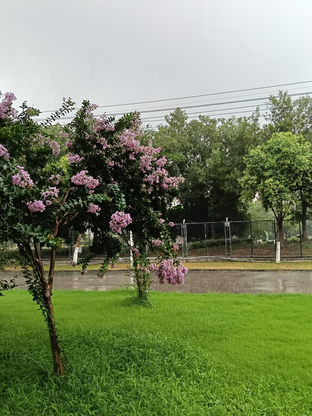 下雨天你会出门欣赏户外景色吗？
雨后的小城草地，治愈了所有浮躁的心情
 
一场淅