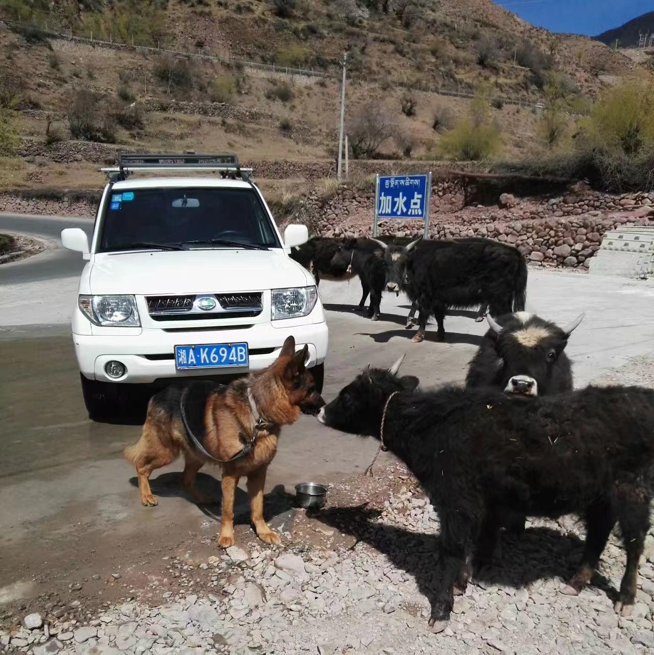 德牧眼里，只有主人，不分好人和坏人。
带着德牧自驾旅行，路上遇熟人，一高兴喝了两