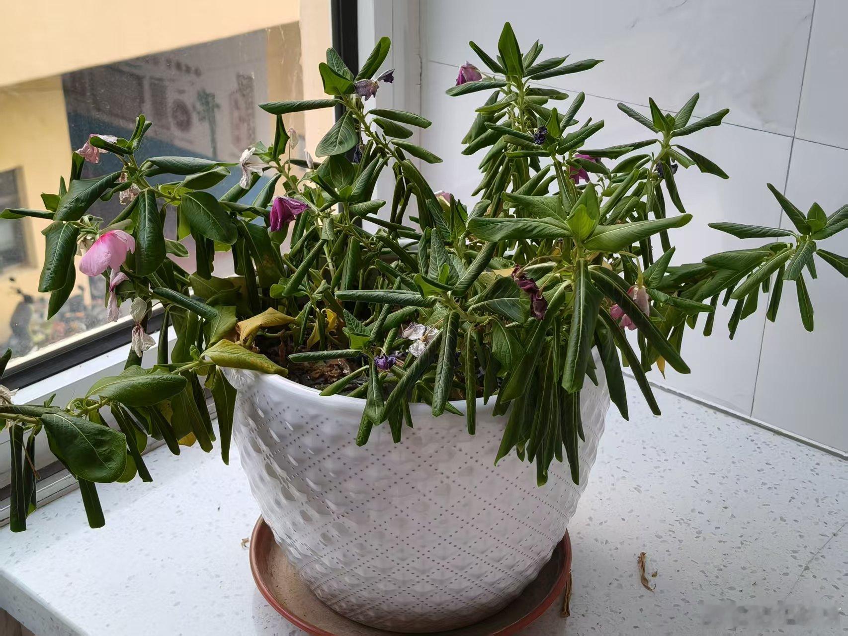 花花喝水前 VS 喝水后。 
