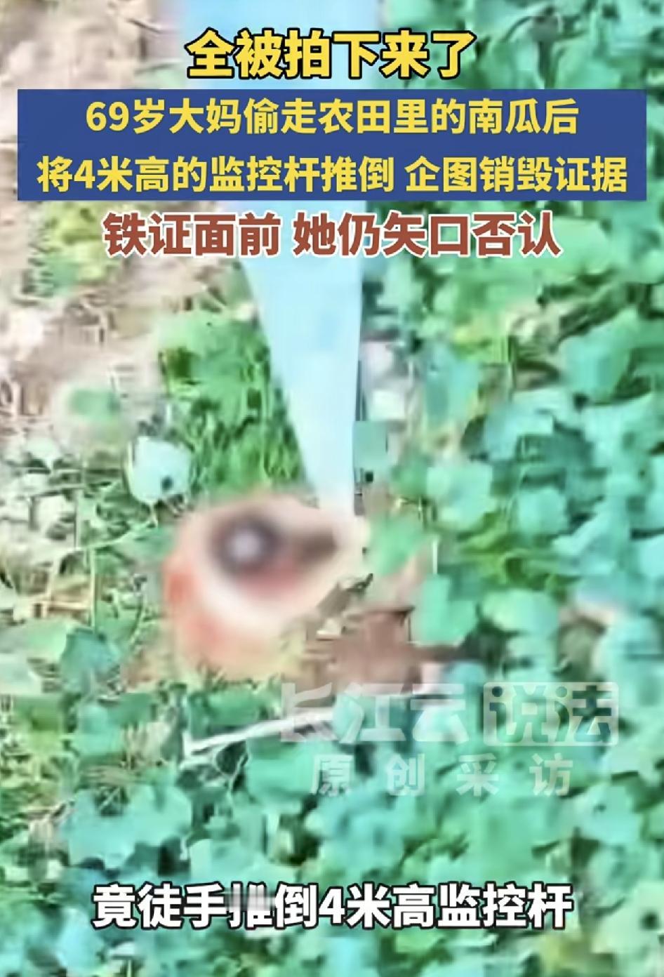 湖北荆州一位69岁的大妈路过农户瓜田，发现有4个成熟的南瓜，于是就顺手抱走，最后