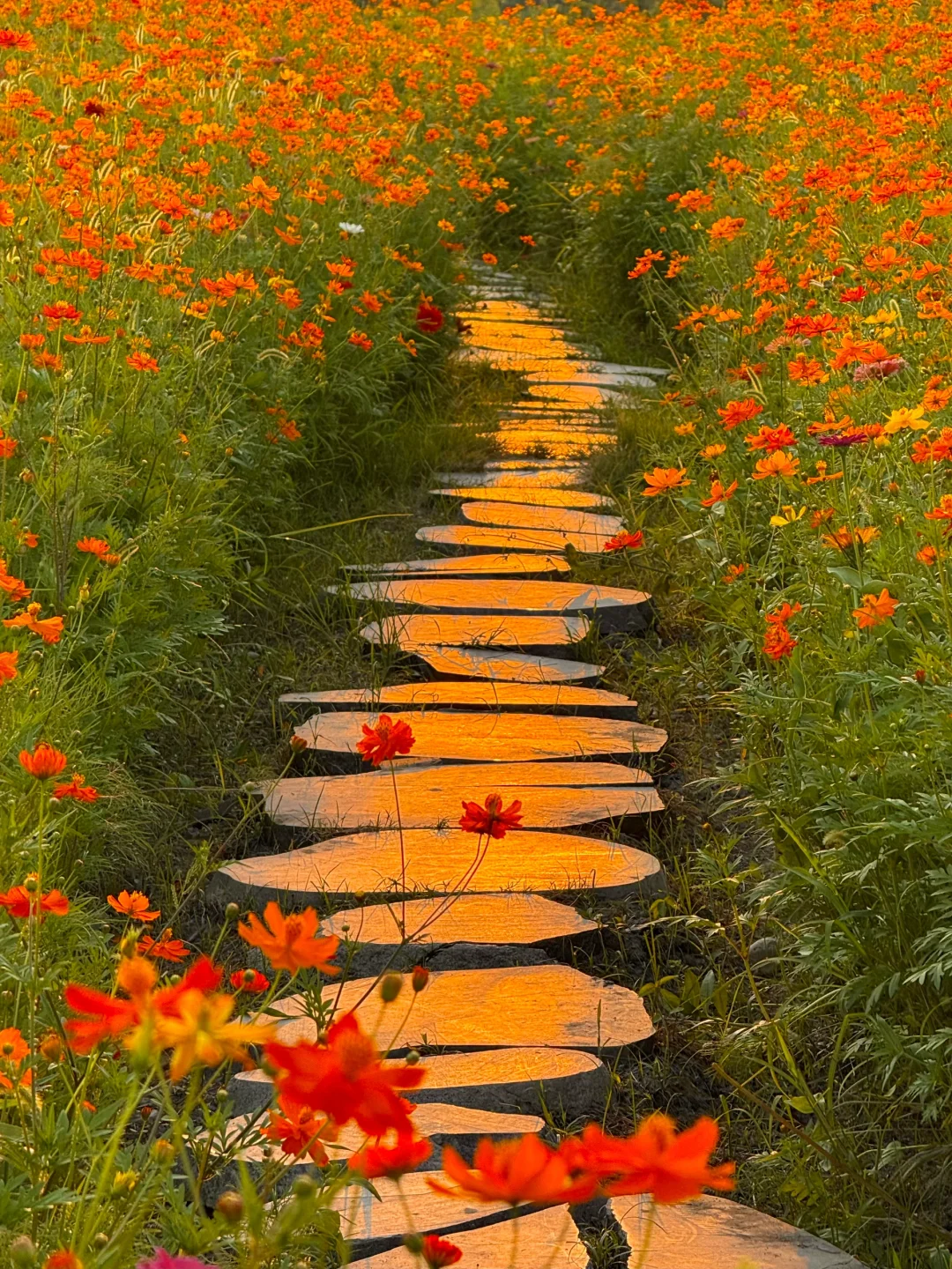 用live图！拍到了熠熠生辉的康庄大道……