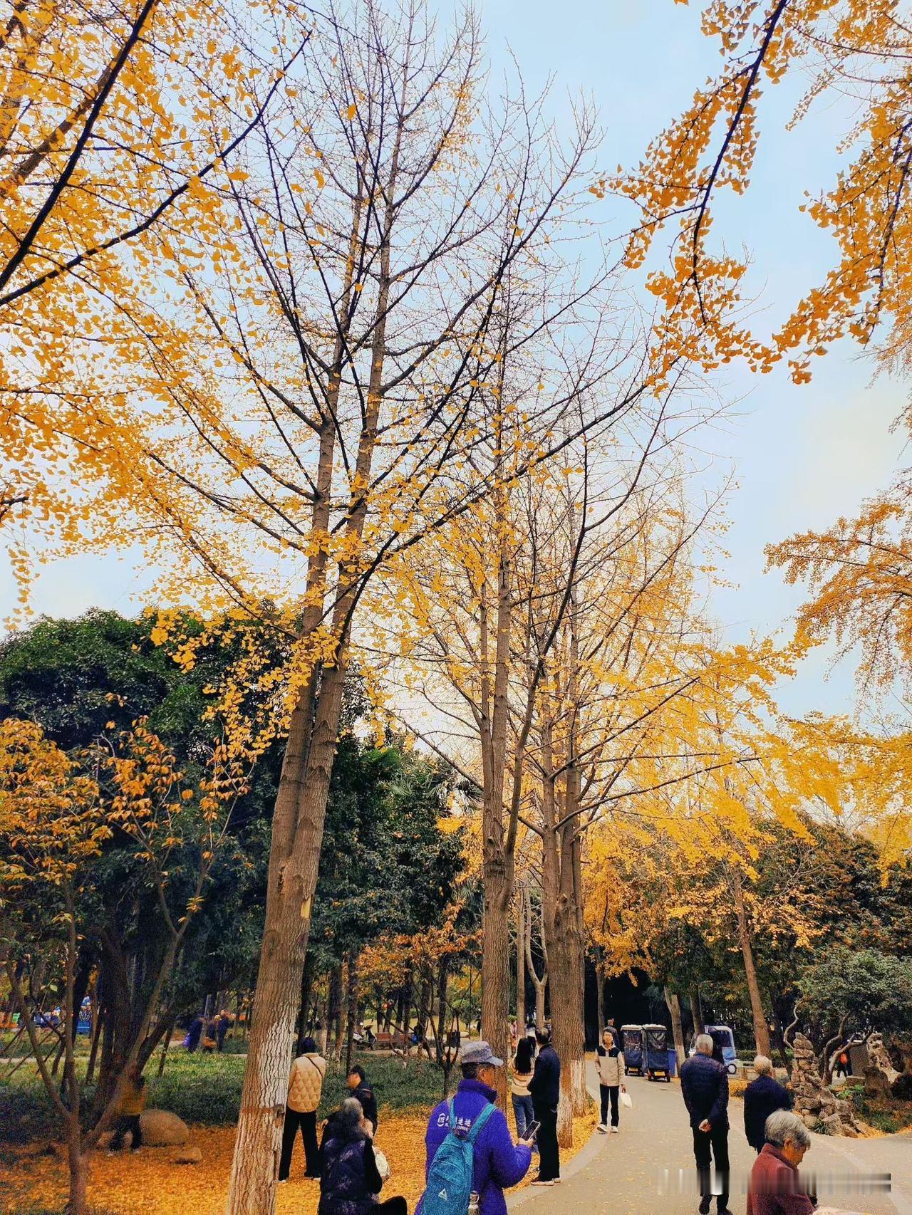 秋天的美无处不在！走在铺满银杏叶的路上，仿佛进入了一个金色的童话世界。每一片叶子