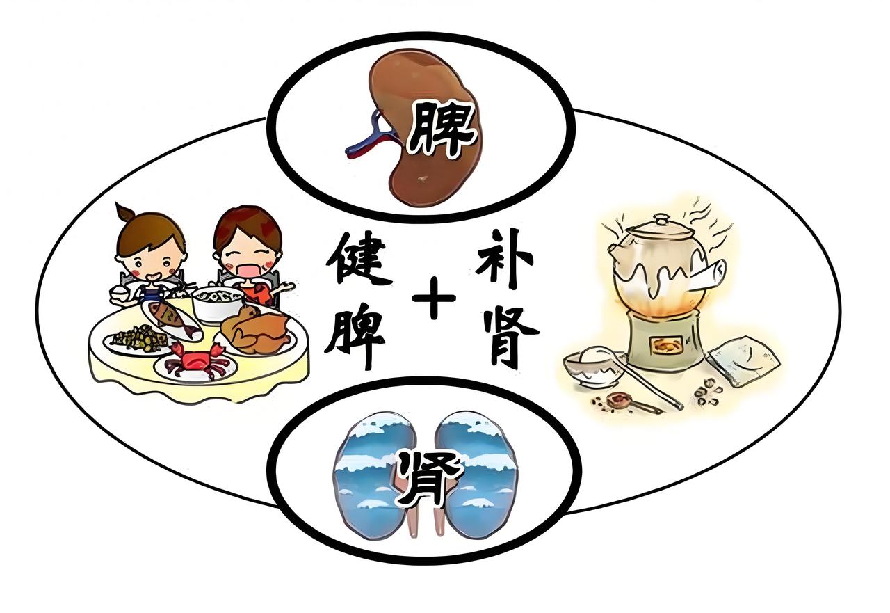 补肾先健脾，健脾先去湿，一个中成药，祛湿健脾补肾，一步到位
大家好，我是陈大夫。