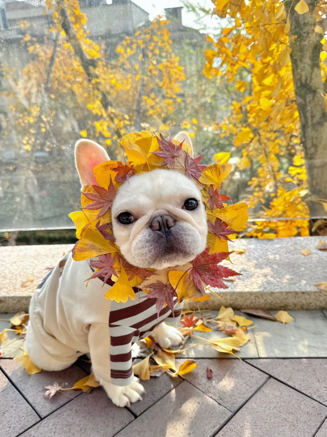 秋天的尾巴被我抓住了🍂